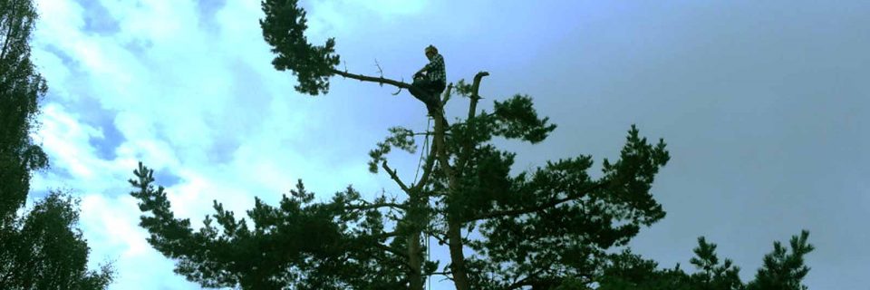 TREE SURGERY EDINBURGH